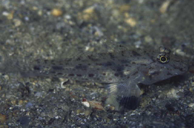 Fusigobius neophytus